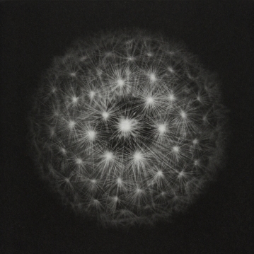 "Cosmos #5" - Mezzotint - 15 cm x 15cm.